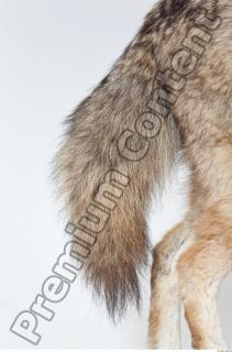 Wolf leg photo reference 0008